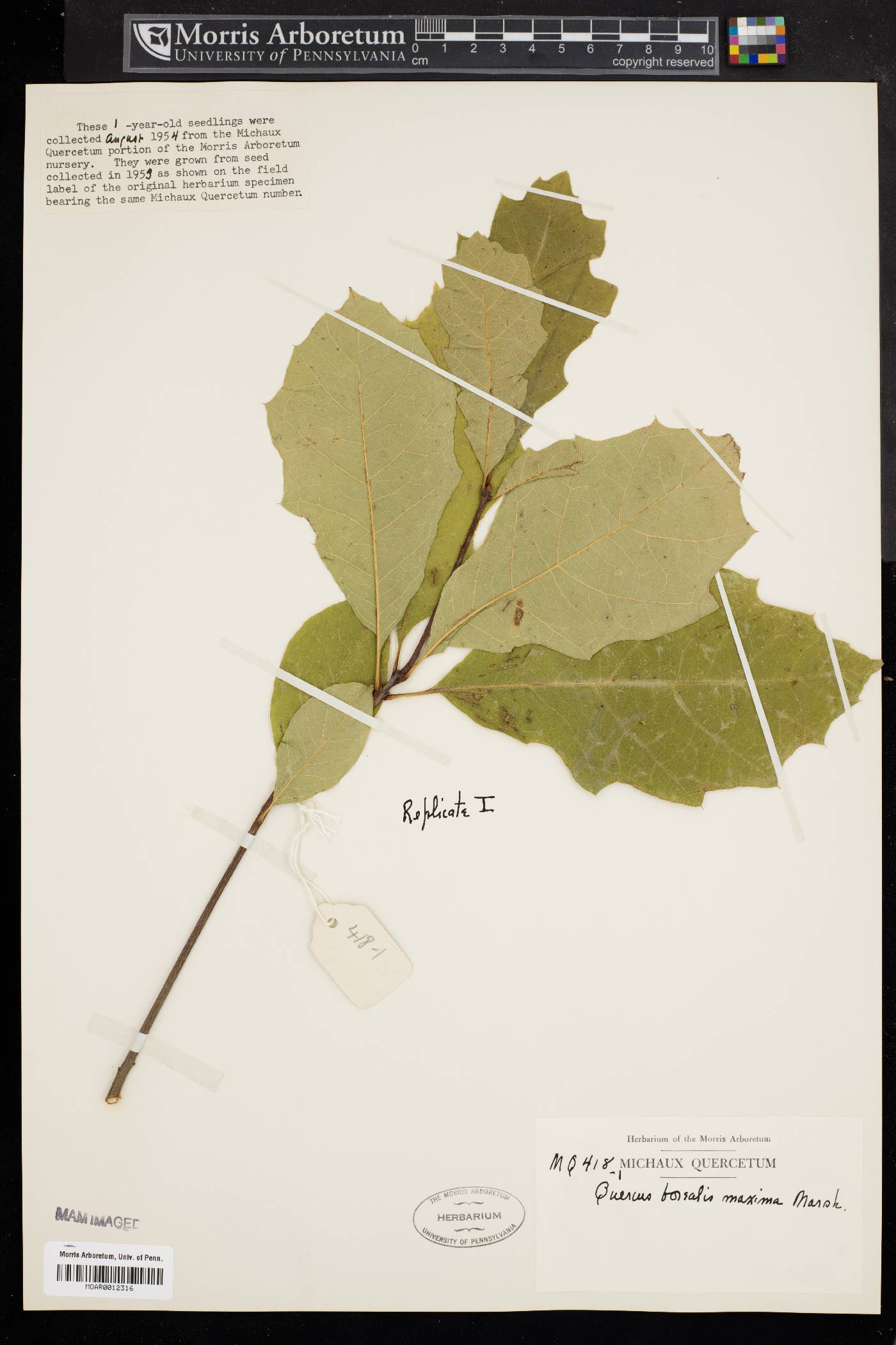 Quercus borealis var. maxima image