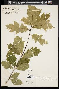 Quercus borealis var. maxima image