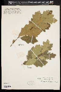 Quercus borealis image