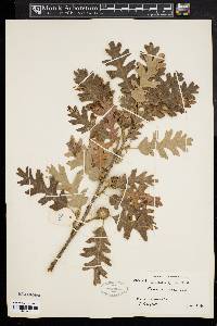 Quercus lobata image