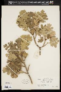 Quercus lobata image