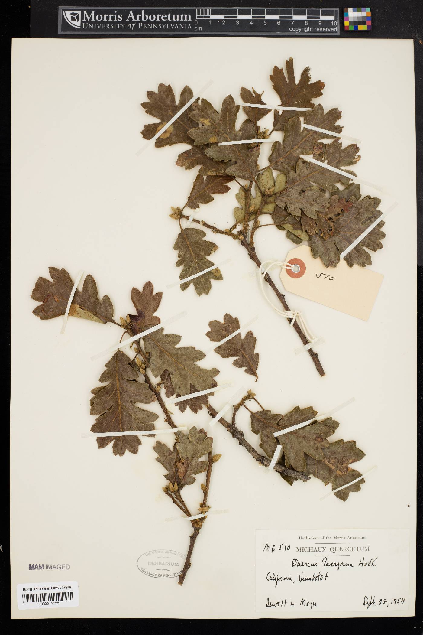 Quercus garryana image