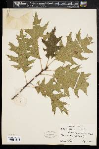 Quercus borealis var. maxima image