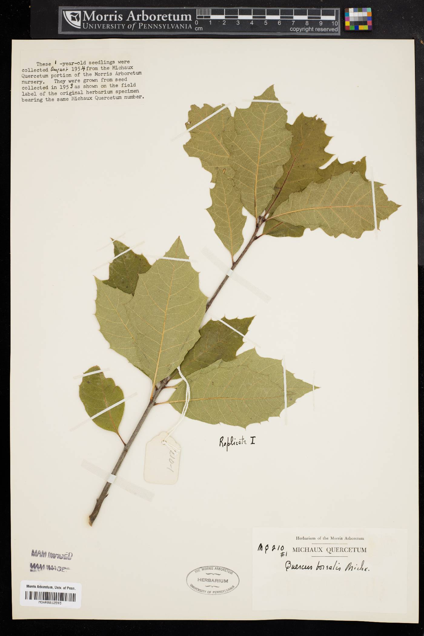 Quercus borealis image