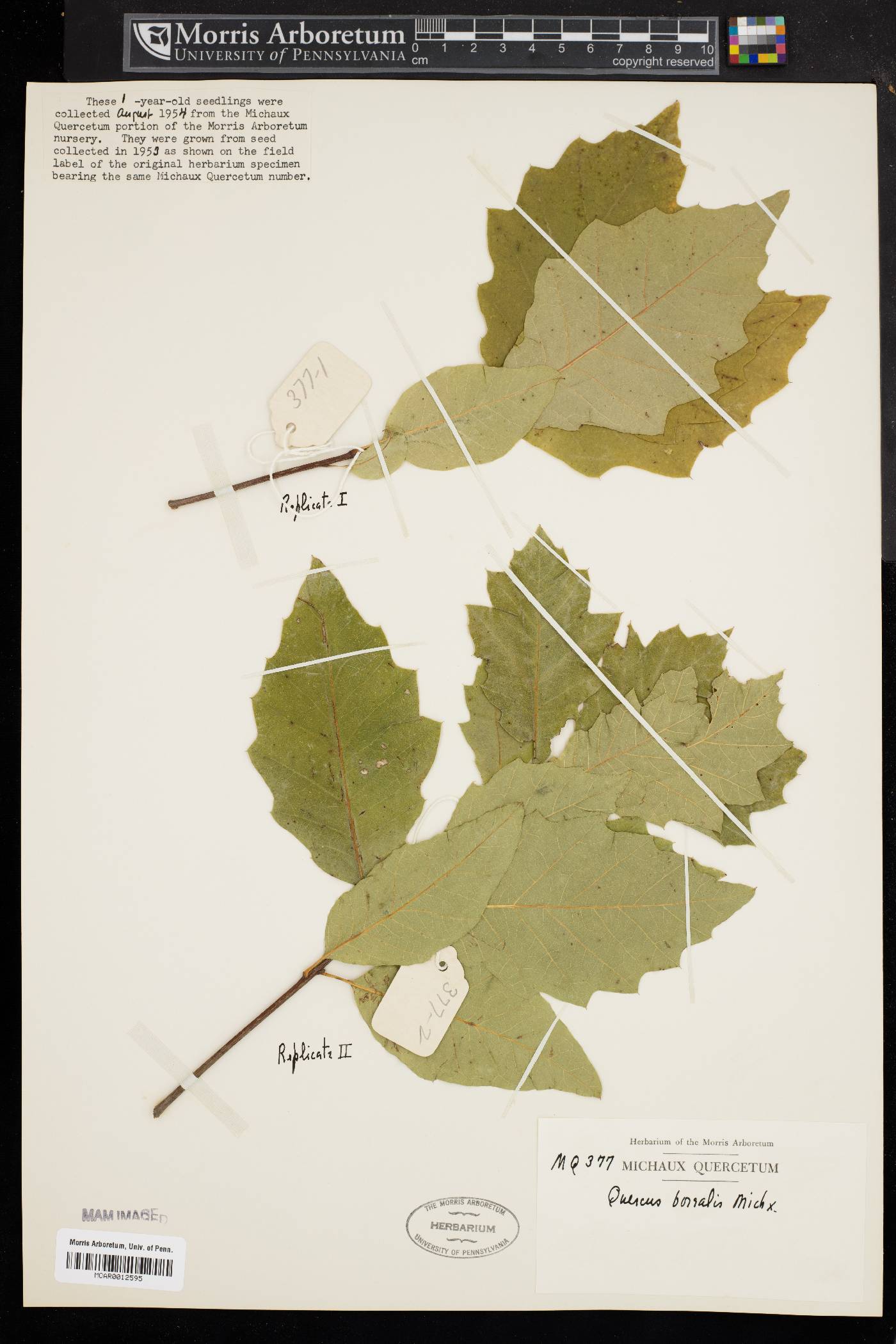 Quercus borealis image