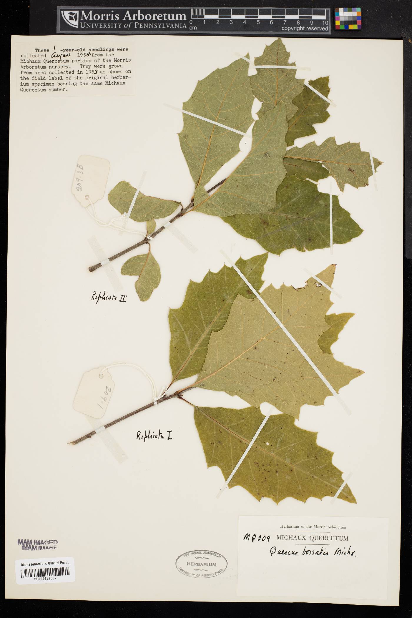 Quercus borealis image