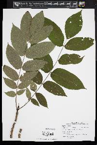 Juglans cinerea image