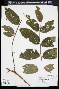 Juglans cinerea image