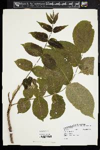 Juglans cinerea image