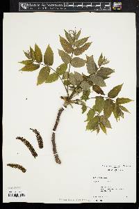 Juglans cinerea image