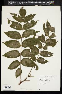 Juglans cinerea image