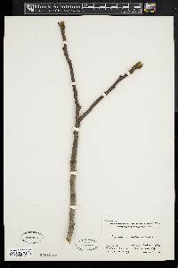 Juglans mandshurica image