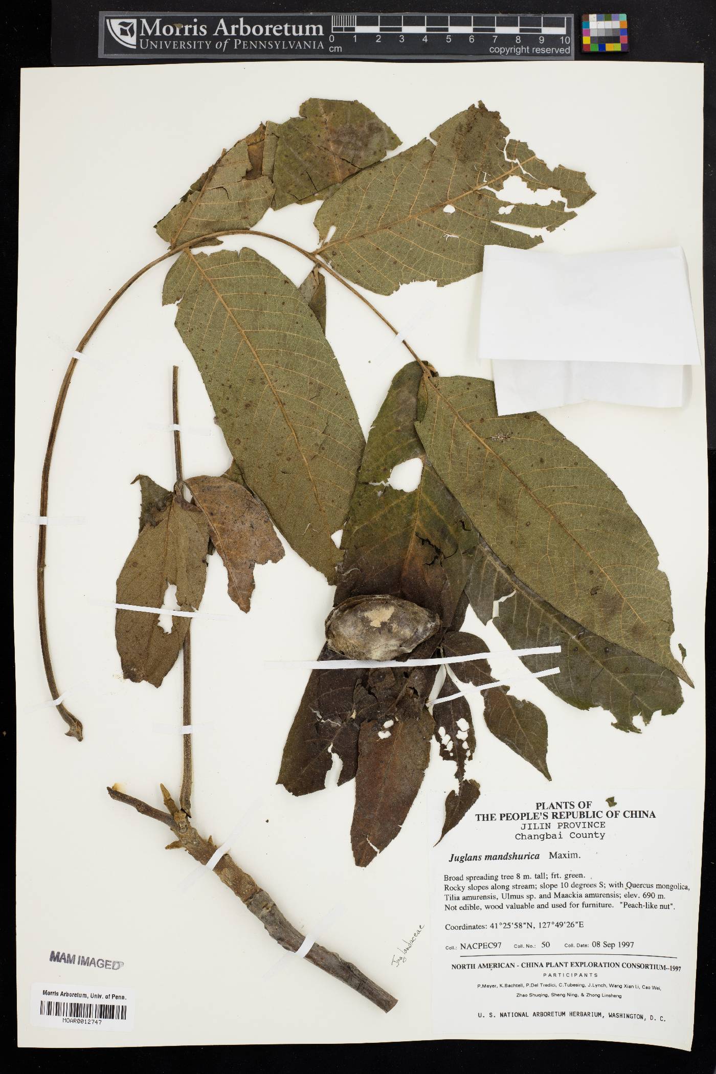 Juglans mandshurica image