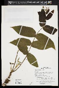 Juglans mandshurica image