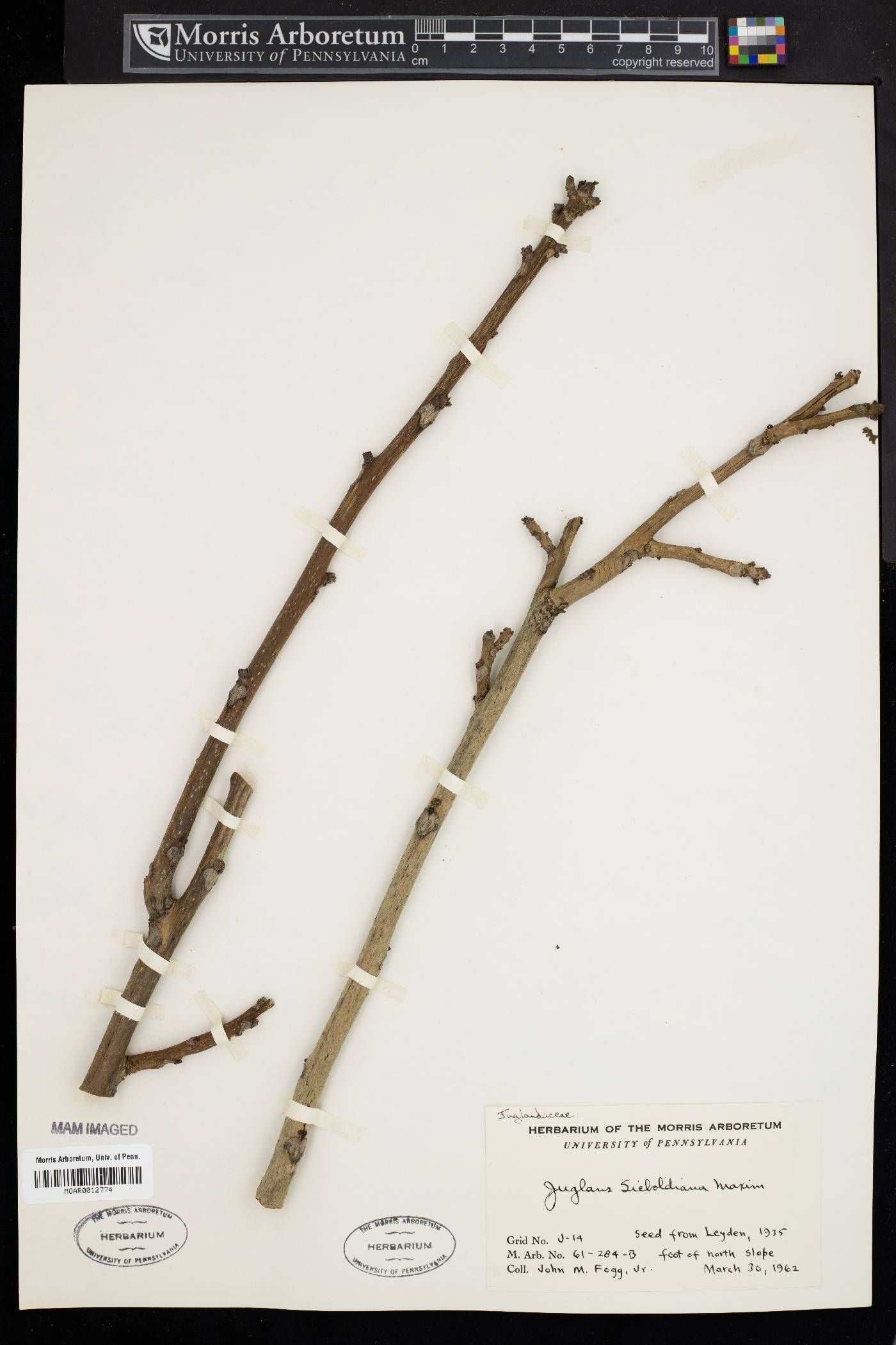 Juglans ailantifolia image