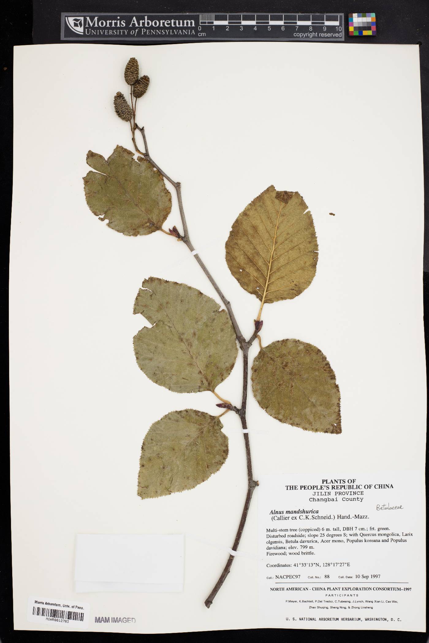 Alnus mandshurica image