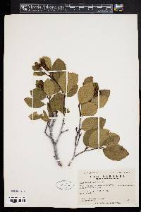 Alnus crispa image