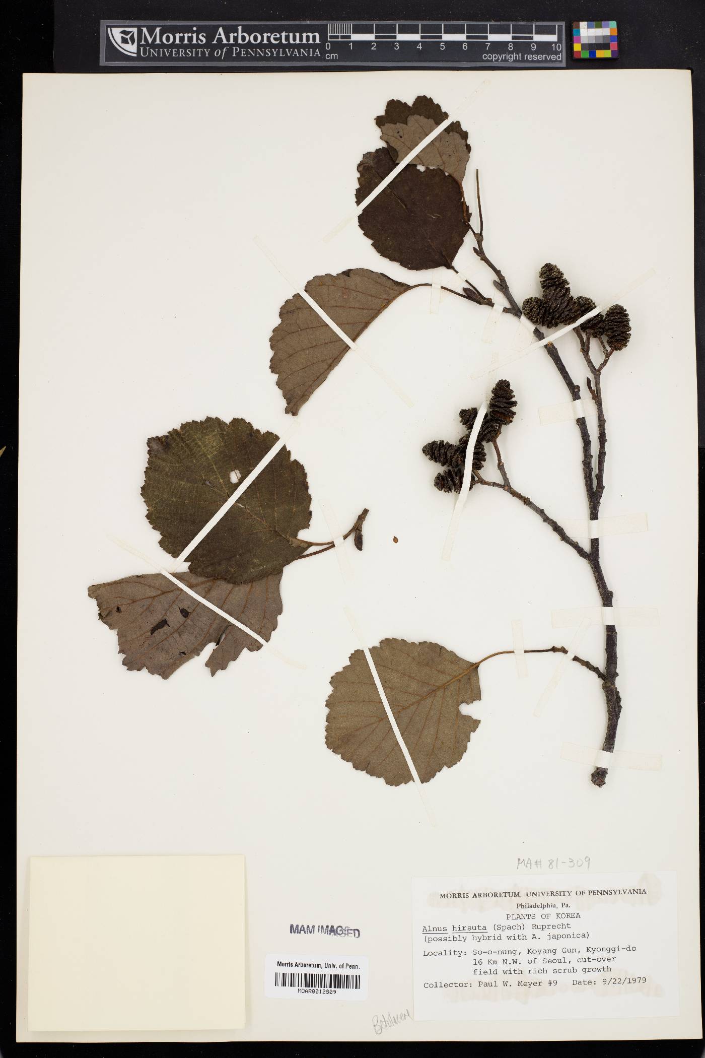 Alnus hirsuta image