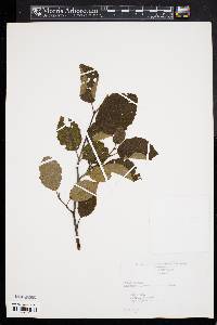 Alnus incana subsp. rugosa image