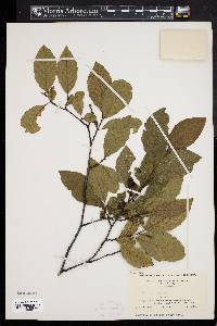 Alnus incana subsp. rugosa image