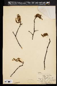 Alnus incana subsp. rugosa image