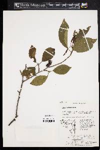 Alnus japonica image