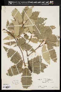 Quercus prinoides image