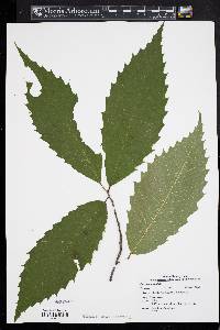 Castanea dentata image