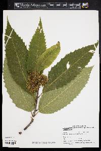 Castanea dentata image