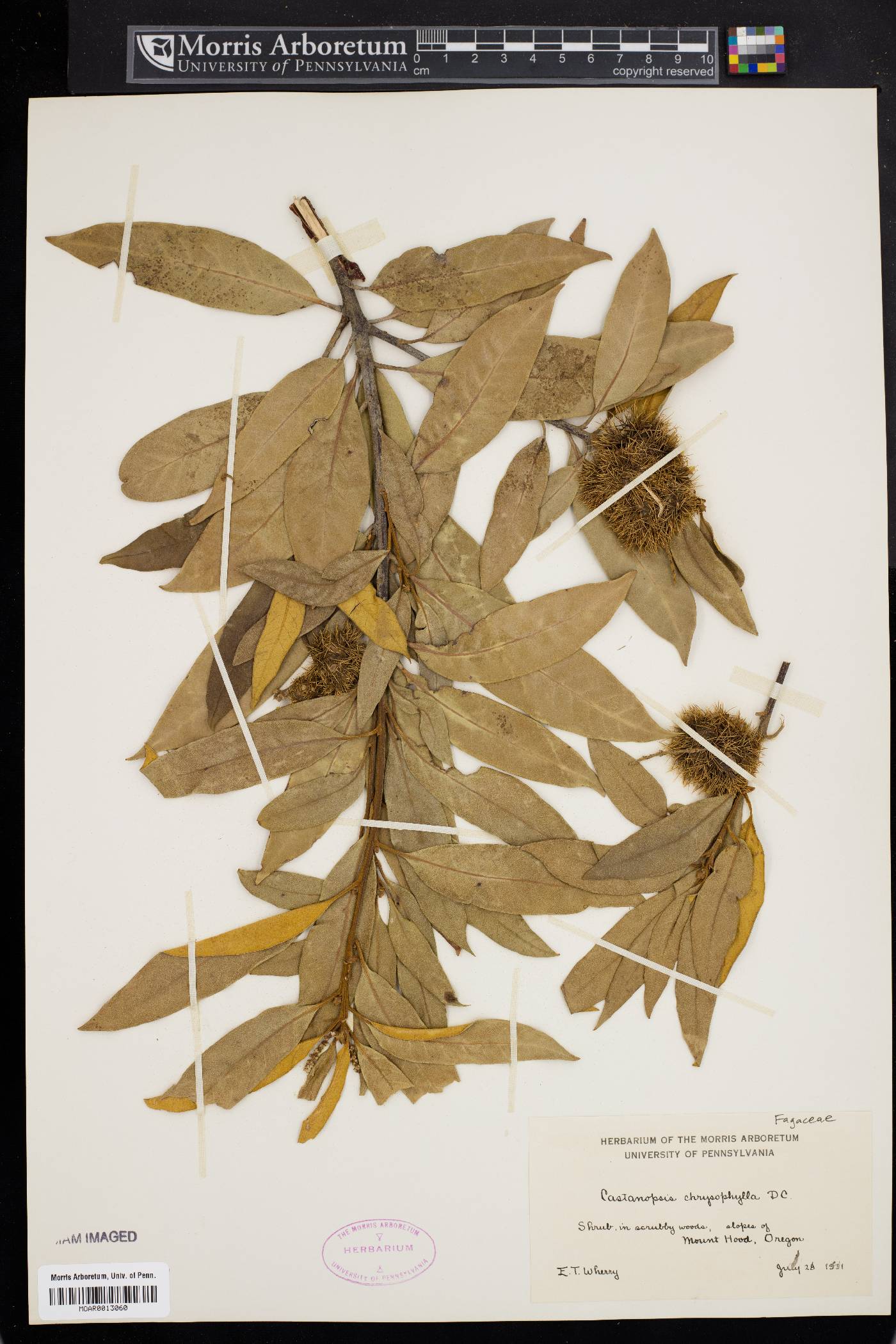 Castanopsis chrysophylla image