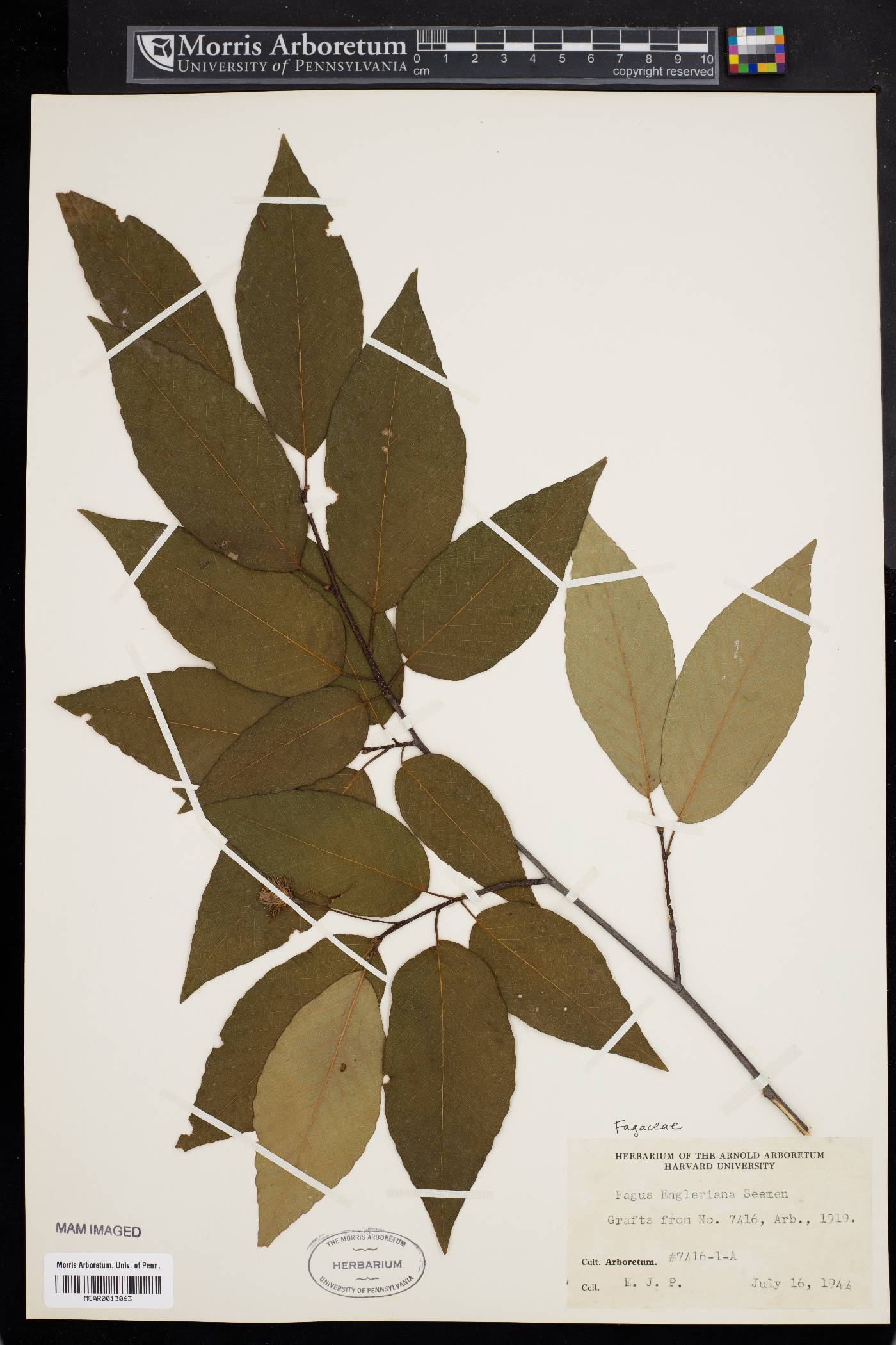 Fagus engleriana image