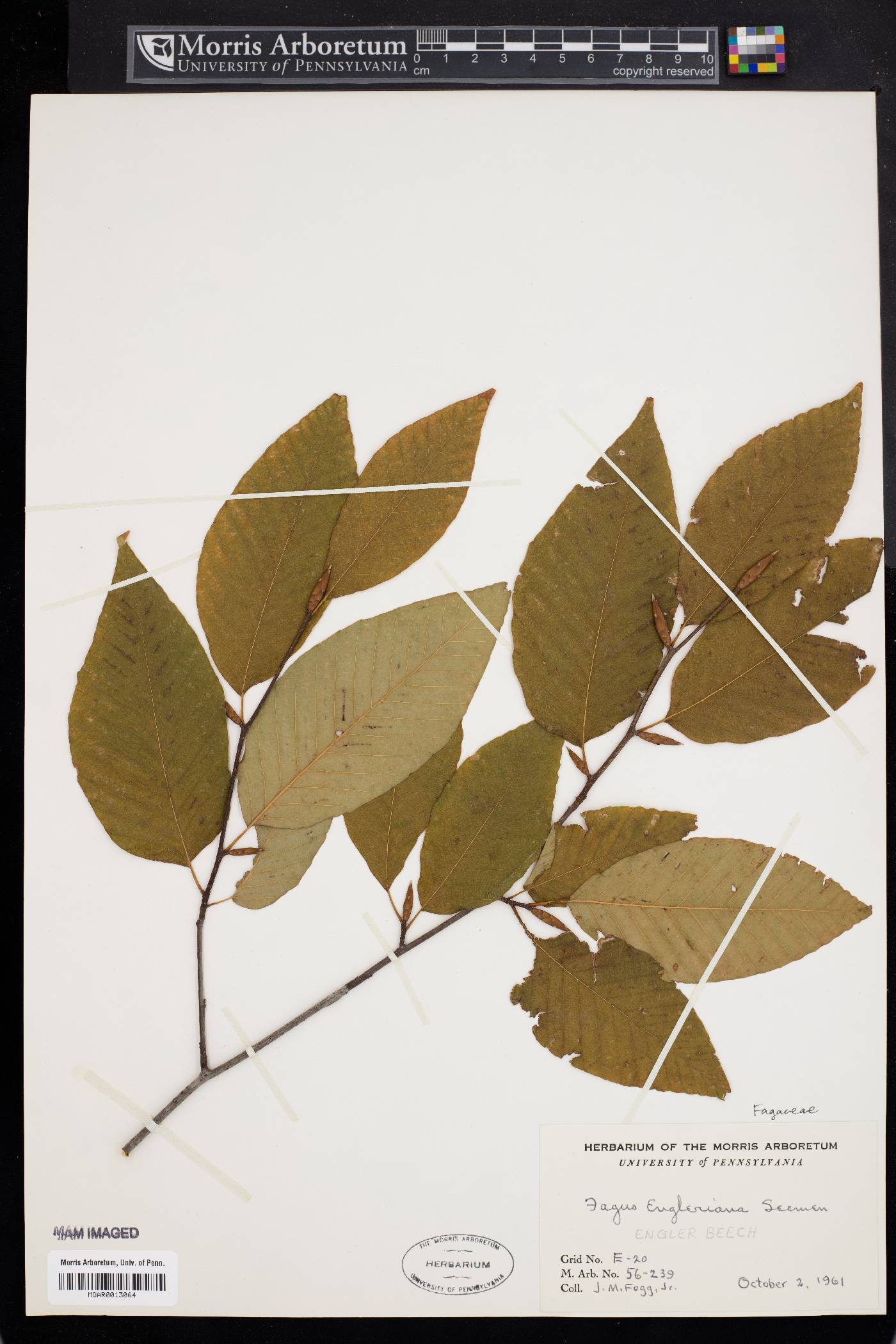 Fagus engleriana image