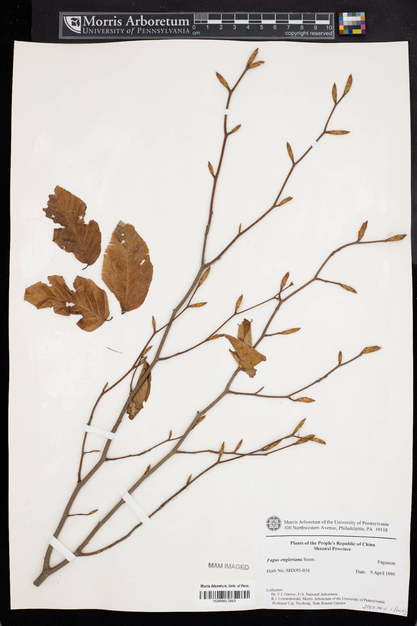 Fagus engleriana image