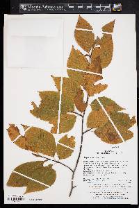 Fagus japonica var. multinervis image