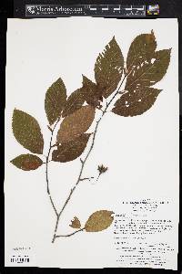 Fagus engleriana image