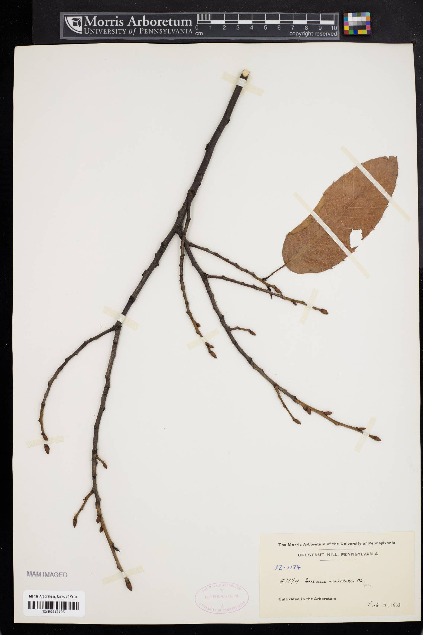 Quercus variabilis image