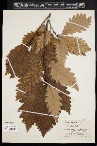 Quercus × beadlei image