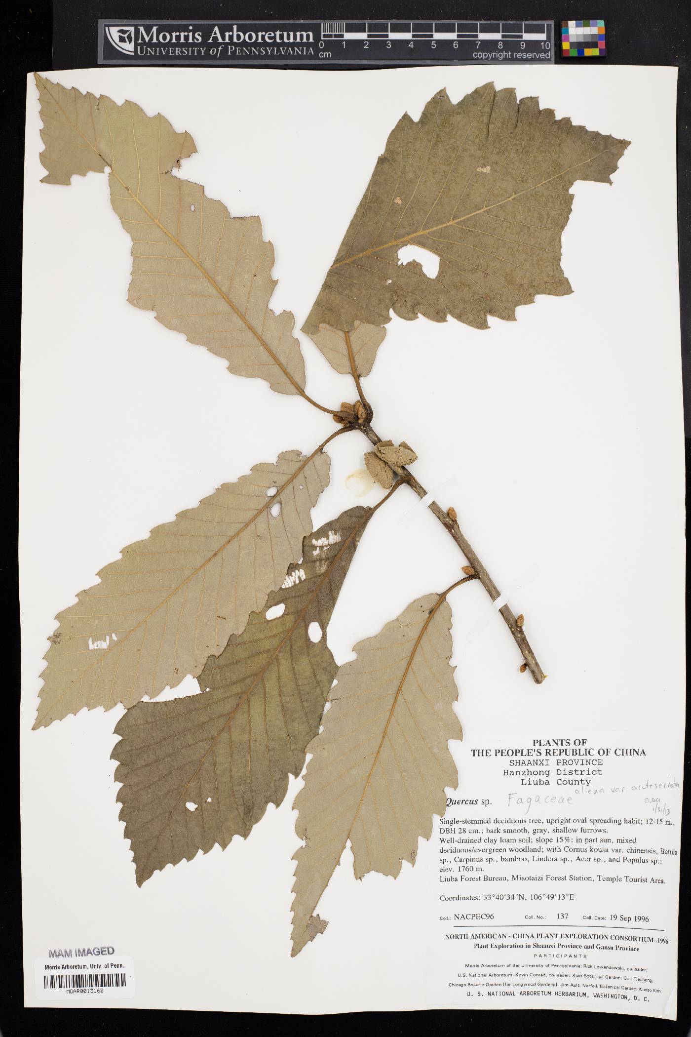 Quercus aliena var. acuteserrata image