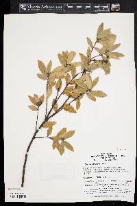 Image of Quercus acrodonta