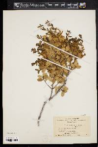 Quercus monimotricha image