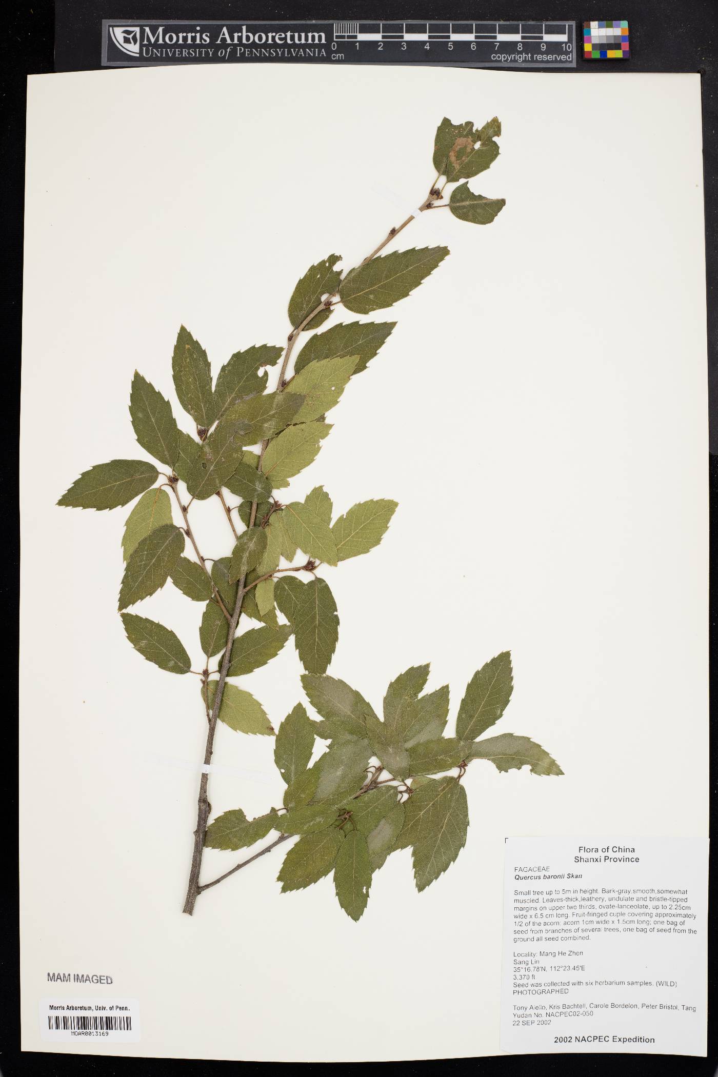 Quercus baronii image