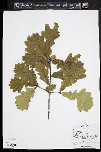 Quercus wutaishanica image