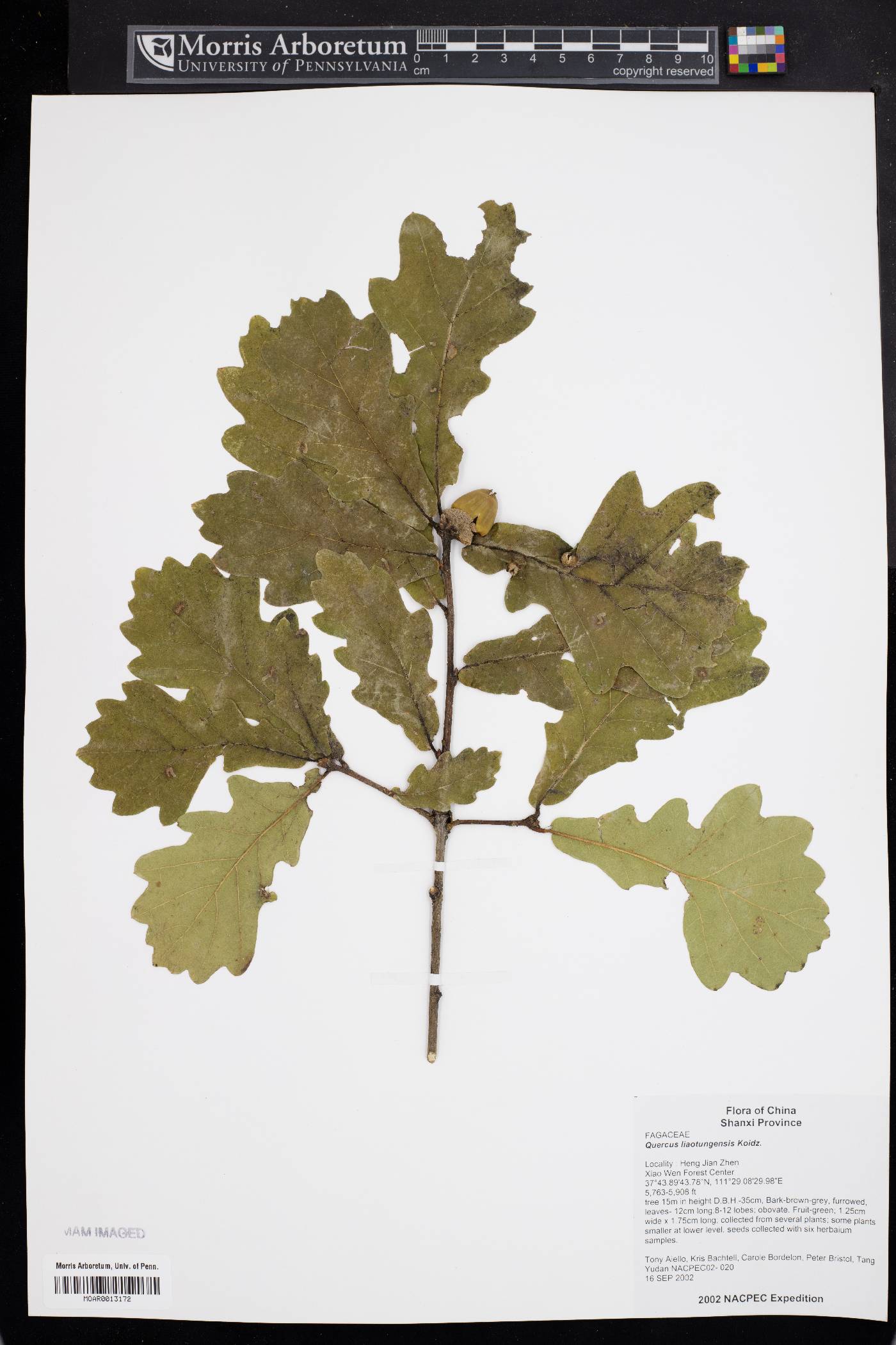 Quercus wutaishanica image