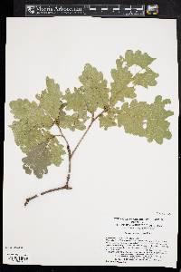 Quercus wutaishanica image