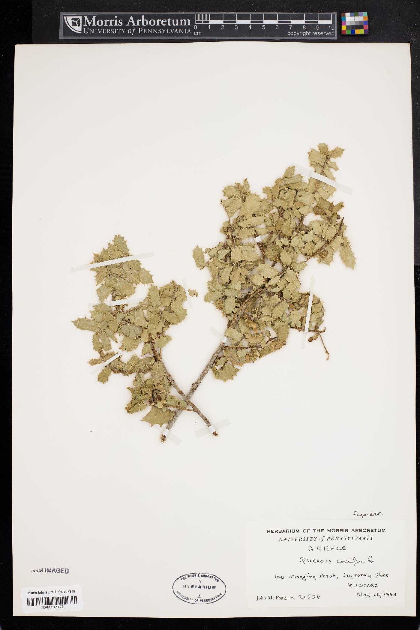 Quercus coccifera image