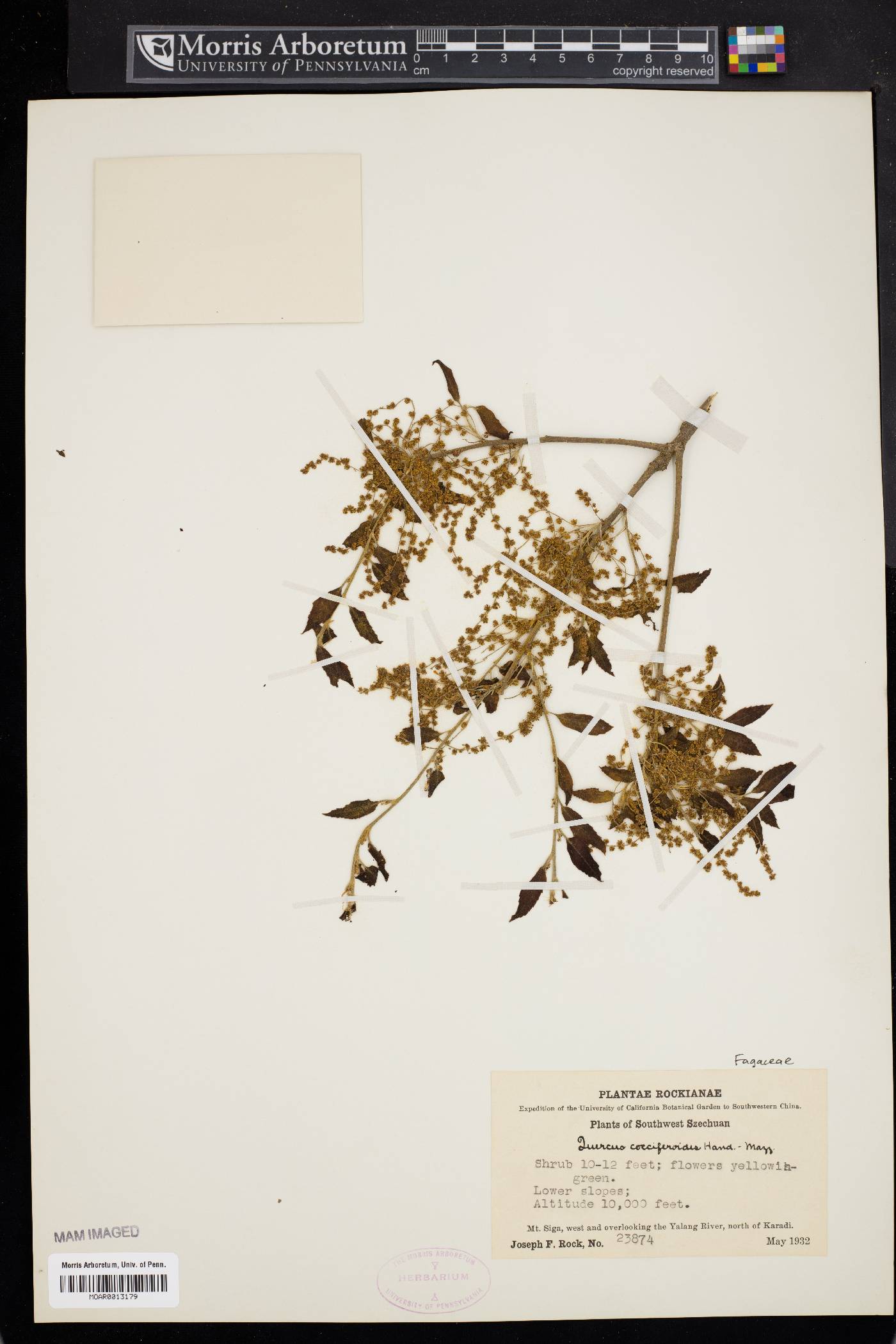 Quercus cocciferoides image