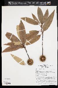 Quercus variabilis image