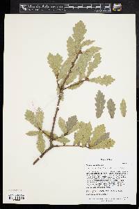 Quercus wutaishanica image