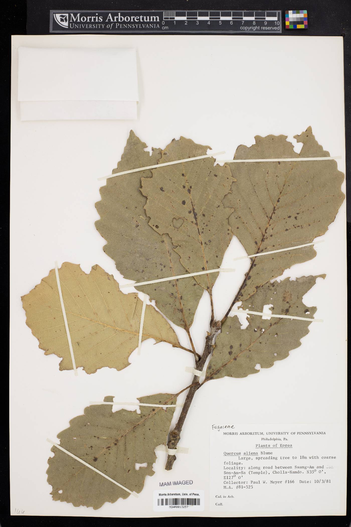Quercus aliena image