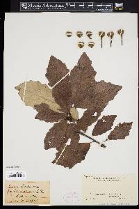 Quercus bicolor image